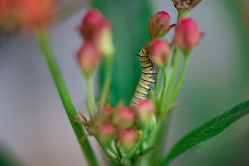 Caterpillars Monarch Butterflies Moths Milkweed Chrysalis