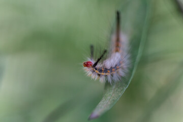 Caterpillars Monarch Butterflies Moths Milkweed Chrysalis