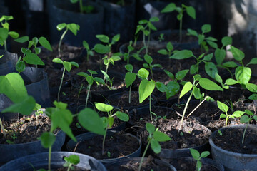 A growing small organic tree saplings from the rich soil in a startup farmer glasshouse under warm morning sunlights.