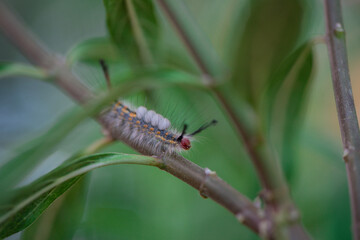 Caterpillars Monarch Butterflies Moths Milkweed Chrysalis