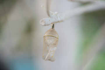 Caterpillars Monarch Butterflies Moths Milkweed Chrysalis
