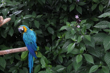 La guacamaya © ElkinDavid