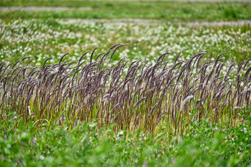 チガヤの紫色の花
