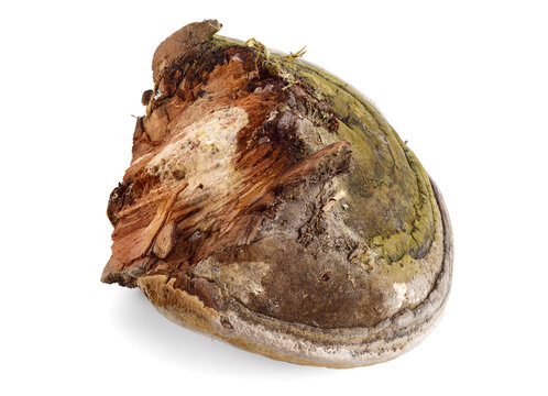 Polypores Bracket or Shelf Fungi Conk. Phellinus Igniarius Fungus Plant (Phellinus Trivialis, Willow Bracket, Fire Sponge). Isolated on White.
