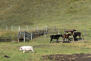 Obraz premium Pets in the vicinity of the village of Generalka, Altai Krai