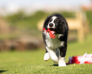 Naklejka na ściany i meble 8 week old black and white border collie puppy running with red feather in mouth