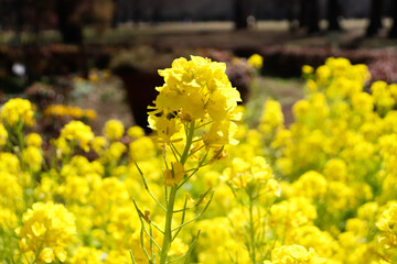 菜の花 アブラナ 菜花 美しい 満開 黄色 パステル かわいい 綺麗 鮮やか 優美 可憐 