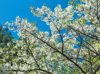 埼玉県･武甲山･ヤマザクラ