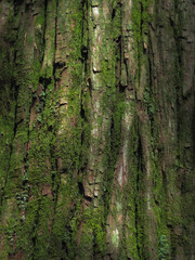 Obraz premium マツの樹皮