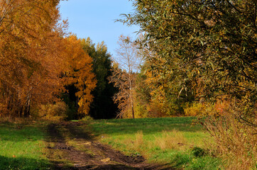 Country road going deep into the autumn forest
