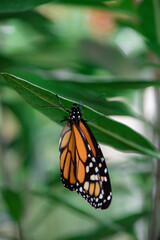 Caterpillars chrysalis Monarch Butterflies Milkweed