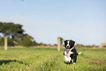 Naklejka na ściany i meble 8 week old black and white border collie puppy running in the grass