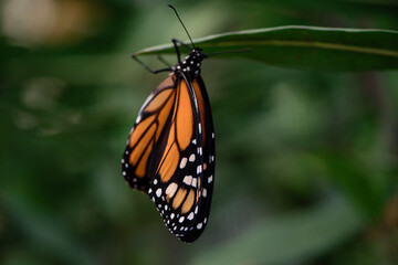 Caterpillars chrysalis Monarch Butterflies Milkweed