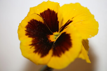 Yellow pansy flower family violaceae close up background tripping modern high quality big size print