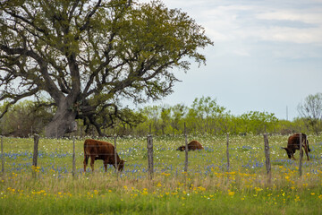 Cows grazing in a Bluebonnet field and blue sky background