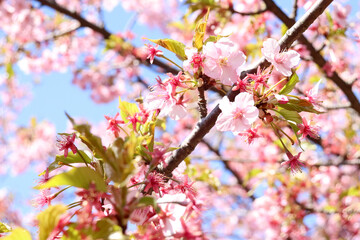 さくら 桜 サクラ 満開 ピンク 花見 落ち着いた かわいい 綺麗 美しい パステル 