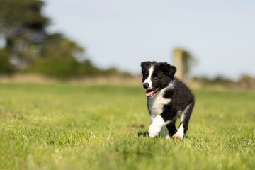 8 week old black and white border collie puppy running in the grass