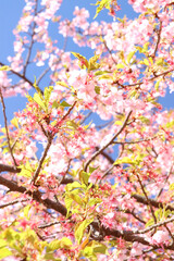 さくら 桜 サクラ 満開 綺麗 花見 美しい 背景 青空 晴れた ピンク 新生活 かわいい 淡い