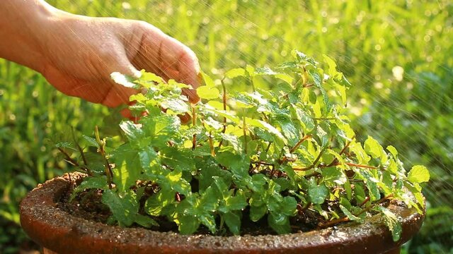 Man watering peppermint  in pot ,  out door   Chiangmai Thailand.