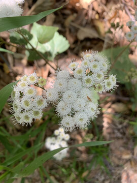Closeup of Ageratina adenophora or Crofton weed plant with white flowers
