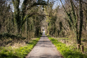 Friston Forest