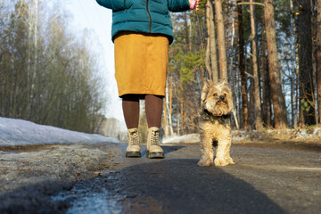 Cute happy Yorkshire terrier for a walk with the mistress in the spring forest.
