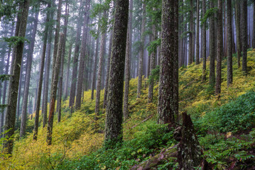 Fototapeta premium Fall Colors on Mary's Peak
