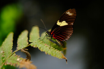 butterfly on flowers plant insect 