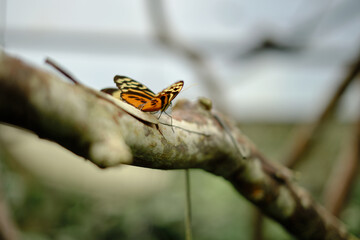 butterfly on branch plant insect 