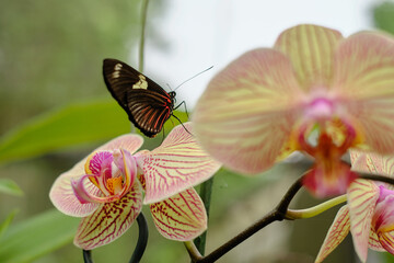 butterfly on orchid flower plant leaf insect 