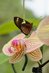 butterfly on orchid flower plant leaf insect 