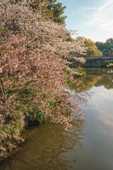 Spring cherry blossom scenery at Hangzhou West Lake under the sunlight, Hangzhou, China