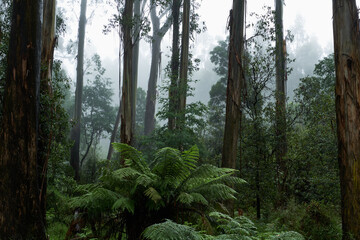 Australian Mountain Ash, Eucalyptus regnans, known variously as mountain ash, swamp gum, or stringy...