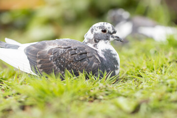 Pigeon