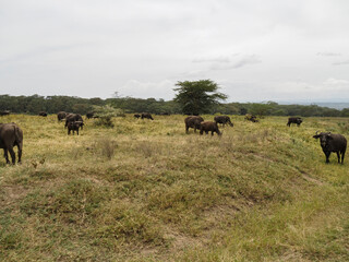 Cape Buffalo grazing on grass at Lake Nakuru National Park, Kenya, Africa