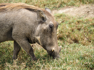 Close up Warthog roaming in Lake Nakuru National Park, Kenya