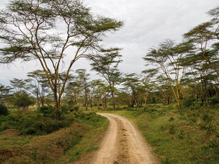 Fototapeta na wymiar Jeep trail through African Savannah, Lake Nakuru National Park, Kenya, Africa