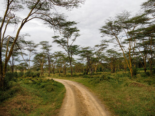 Jeep trail through African Savannah, Lake Nakuru National Park, Kenya, Africa