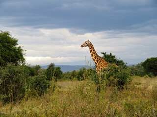 Fototapeta premium Rothschild's Giraffes roaming the african savannah in Lake Nakuru, Kenya, Africa