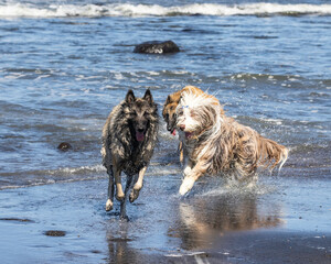 Belgium Shepherd Tervuren and brown bearded collie  running and having fun at the beach  