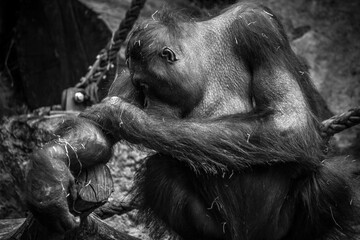 Orangutan 1