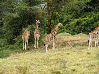 Rothschild's Giraffes roaming the african savannah in Lake Nakuru, Kenya, Africa