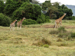 Rothschild's Giraffes roaming the african savannah in Lake Nakuru, Kenya, Africa