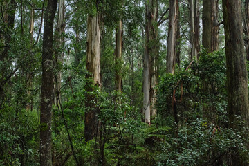 Fototapeta na wymiar Australian Mountain Ash, Eucalyptus regnans, known variously as mountain ash, swamp gum, or stringy gum, is a species of medium-sized to very tall forest tree that is native to Tasmania and Victoria, 