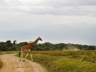Rothschild's Giraffes roaming the african savannah in Lake Nakuru, Kenya, Africa