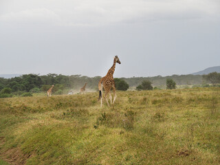 Naklejka na ściany i meble Rothschild's Giraffes roaming the african savannah in Lake Nakuru, Kenya, Africa