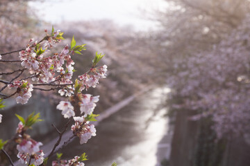 cherry blossoms over a river - Powered by Adobe