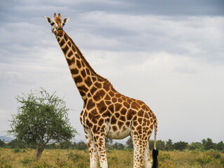 Naklejka na ściany i meble Rothschild's Giraffes roaming the african savannah in Lake Nakuru, Kenya, Africa