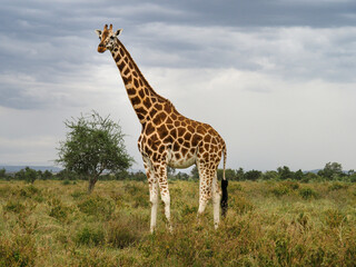 Rothschild's Giraffes roaming the african savannah in Lake Nakuru, Kenya, Africa - Powered by Adobe