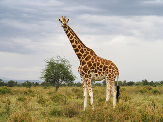 Rothschild's Giraffes roaming the african savannah in Lake Nakuru, Kenya, Africa